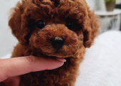 Toy Boy Poodle Sevimli Bebeklerimiz